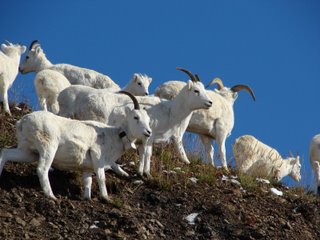 LOTs+of+dall+sheep,+collar.jpg (20278 bytes)