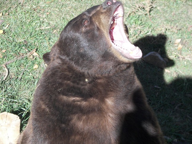 Madbear.jpg (109904 bytes)