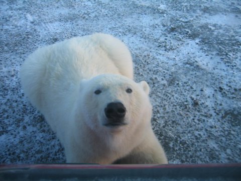 Polar_bears_2.jpg (45897
                                    bytes)