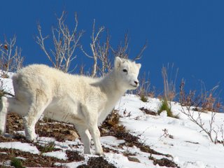 baby+dall+sheep.jpg (20438 bytes)