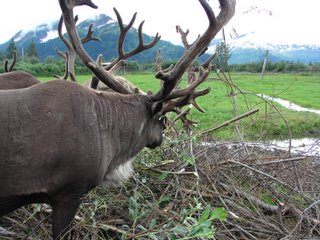 caribou+at+wildlife+park.jpg (26452 bytes)