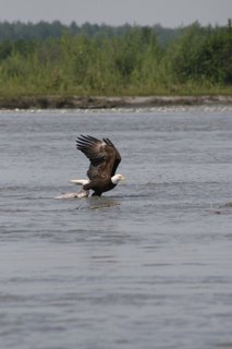 eagle+pulling+fish.jpg (11741 bytes)