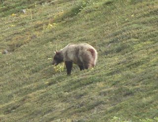 Grizzly+III.jpg (24056 bytes)