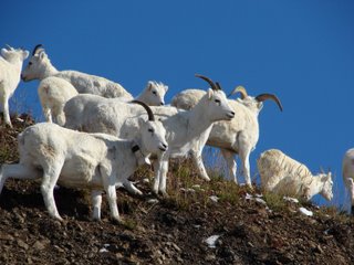 LOTs+of+dall+sheep,+collar.jpg
                                    (20278 bytes)