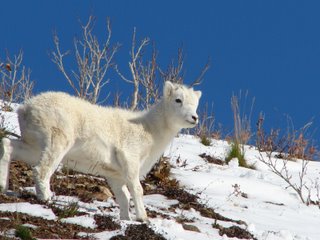 baby+dall+sheep.jpg (20438
                                    bytes)