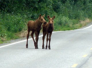 twin+moose+close+up.jpg (19048
                                    bytes)