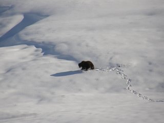 grizzly+walking.jpg (9338 bytes)