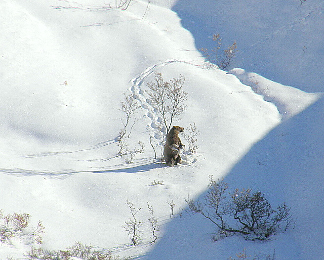 grizzlyscratchingBback.jpg
                                    (246232 bytes)