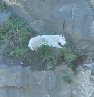 mountain+goat+2.jpg (19680 bytes)