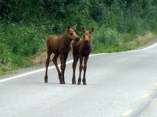 twin+moose+close+up.jpg (19048 bytes)